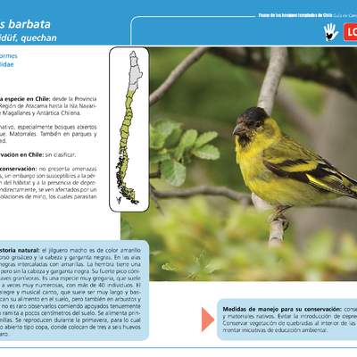 Carduelis barbata