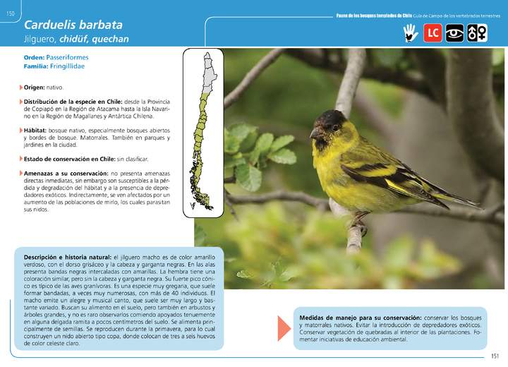 Carduelis barbata