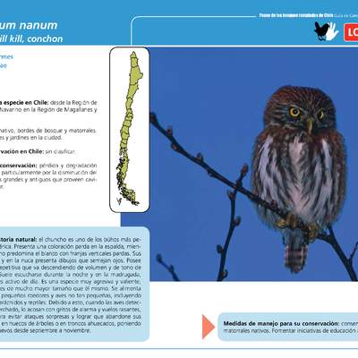 Glaucidium nanum