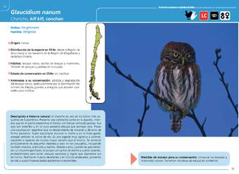 Glaucidium nanum