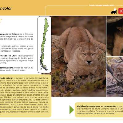 Puma concolor