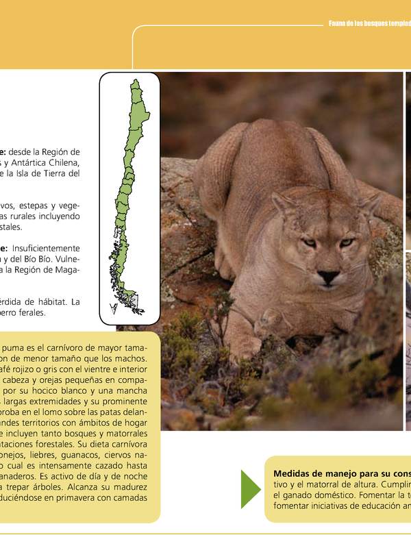 Puma concolor