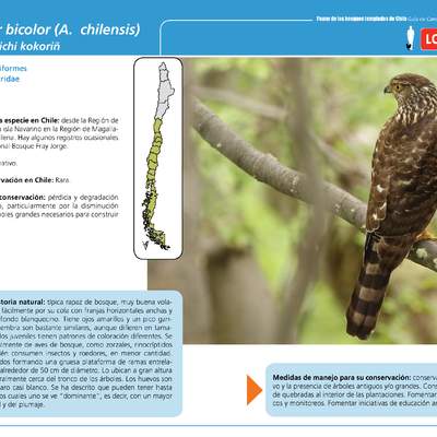 Accipiter bicolor (A.  chilensis)