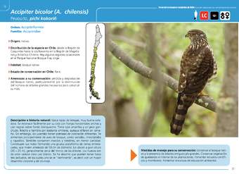 Accipiter bicolor (A.  chilensis)