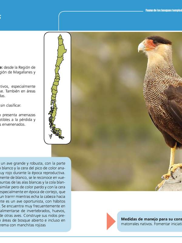 Caracara plancus