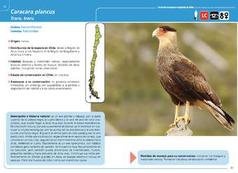 Caracara plancus