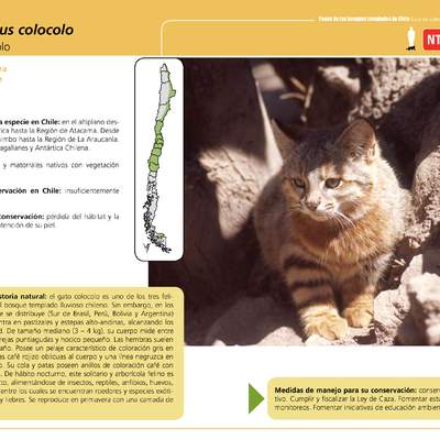 Leopardus colocolo