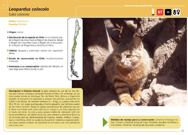 Leopardus colocolo