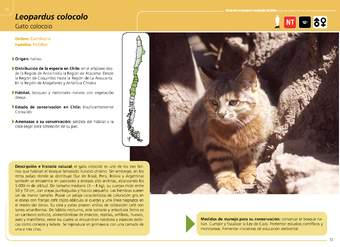 Leopardus colocolo