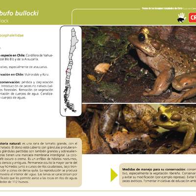 Telmatobufo bullocki