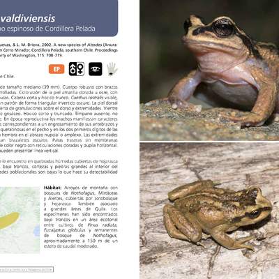 Alsodes valdiviensis  - Rana de pecho espinoso de Cordillera Pelada