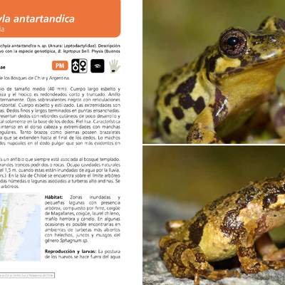 Batrachyla antartandica - Rana Jaspeada