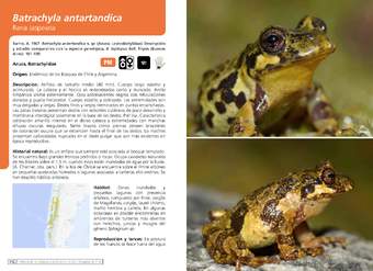 Batrachyla antartandica - Rana Jaspeada