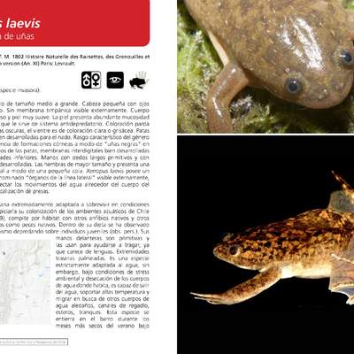 Xenopus laevis - Rana africana