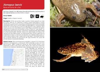 Xenopus laevis - Rana africana