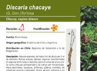 Discaria chacaye