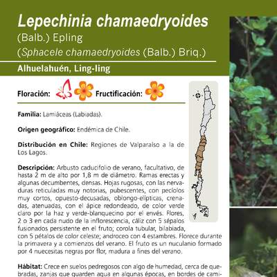 Lepechinia chamaedryoides