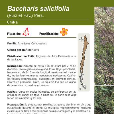 Baccharis salicifolia