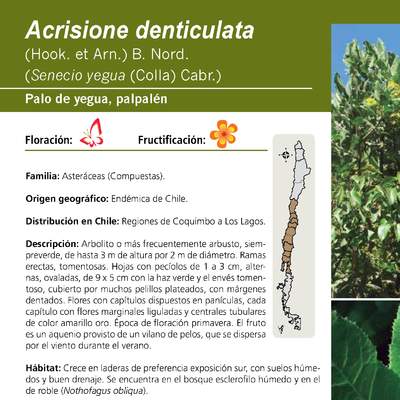 Acrisione denticulata