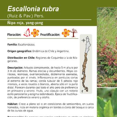 Escallonia rubra