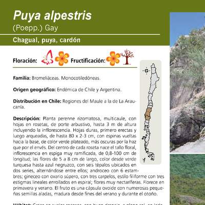 Puya alpestris