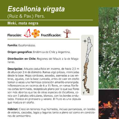 Escallonia virgata