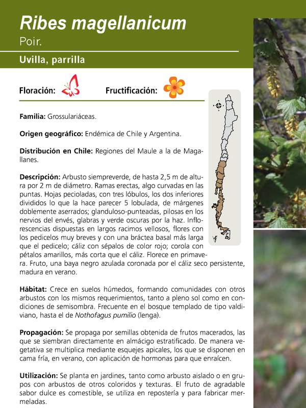 Ribes magellanicum