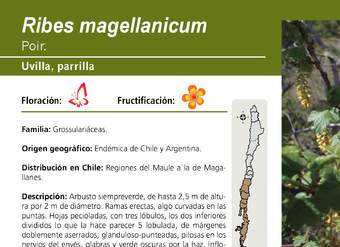 Ribes magellanicum