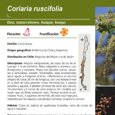 Coriaria ruscifolia