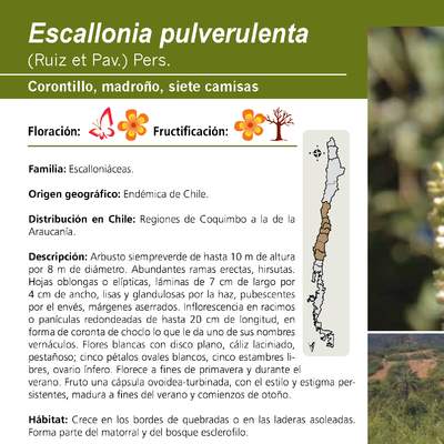 Escallonia pulverulenta