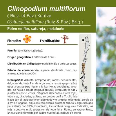 Clinopodium multiflorum