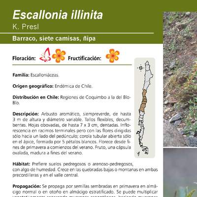 Escallonia illinita