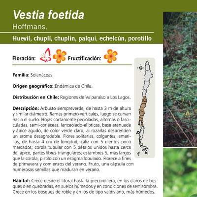 Vestia foetida