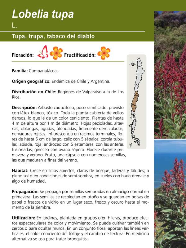 Lobelia tupa