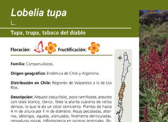 Lobelia tupa