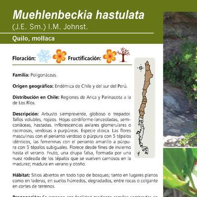 Muehlenbeckia hastulata