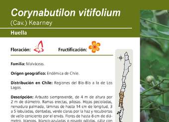 Corynabutilon vitifolium