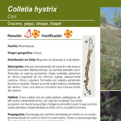 Colletia hystrix