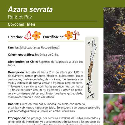 Azara serrata