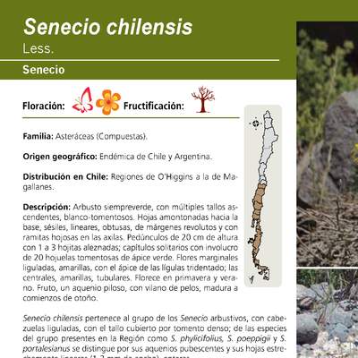 Senecio chilensis