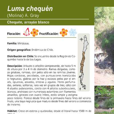 Luma chequén