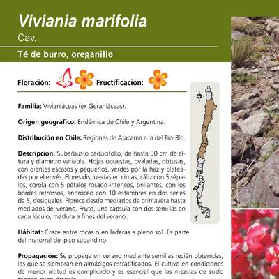 Viviania marifolia