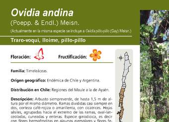 Ovidia andina