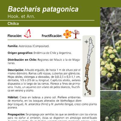 Baccharis patagonica