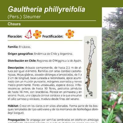 Gaultheria phillyreifolia