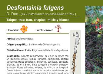 Desfontainia fulgens