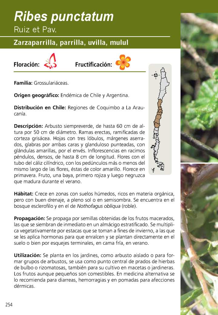 Ribes punctatum