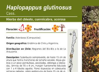 Haplopappus glutinosus