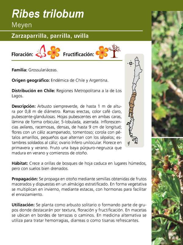 Ribes trilobum