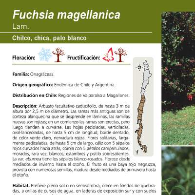 Fuchsia magellanica